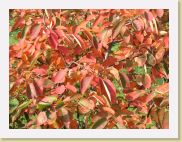 2005-10-15 11-45-54 Octobre 112,7mm 1_500_eme F6,3 * 2592 x 1944 * (1.94MB)